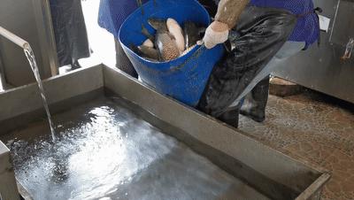 一条鱼在锅里煮的做法,一条鱼在各地的吃法