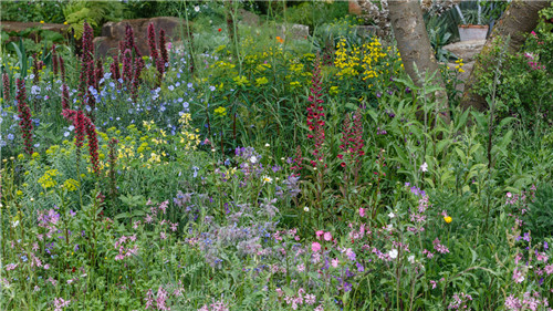 切尔西花展举办,2020年切尔西花展抢先看