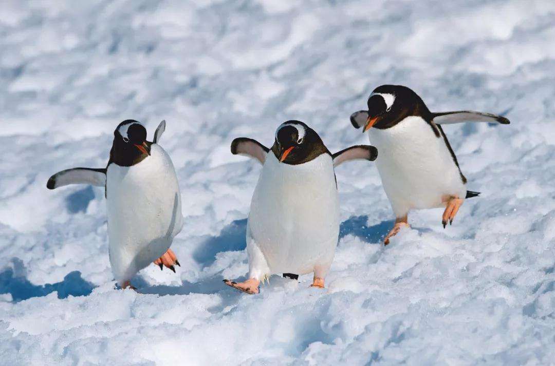 地球妈妈生病了故事,地球变暖冰川融化企鹅