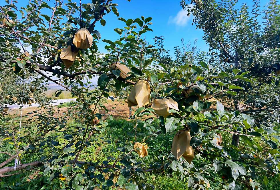 由戴套的苹果说开去