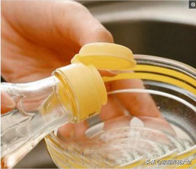 养花虫子怎么消灭最快,养花总招虫记住这几招