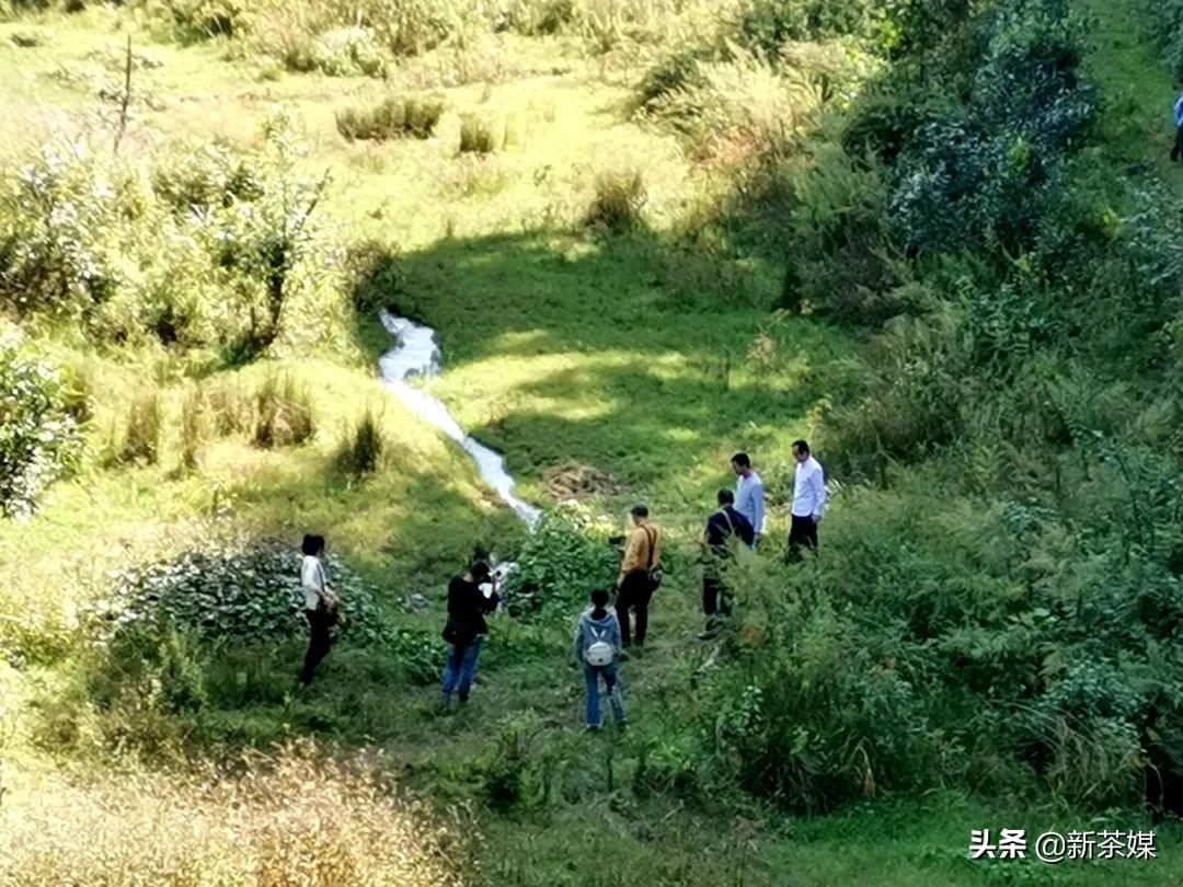 南糯山拔玛寨茶的特点,南糯山拔玛茶介绍