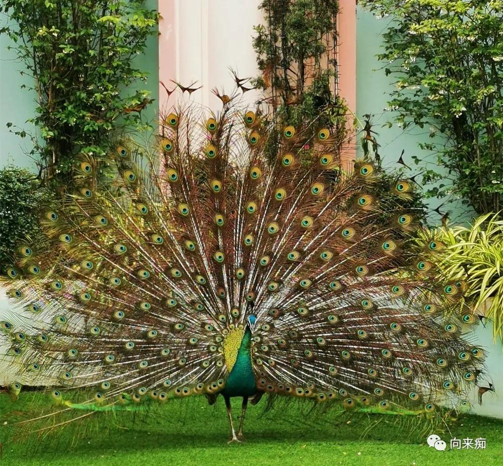 泰国一人行芭提雅旅游攻略,一人行芭提雅旅游攻略