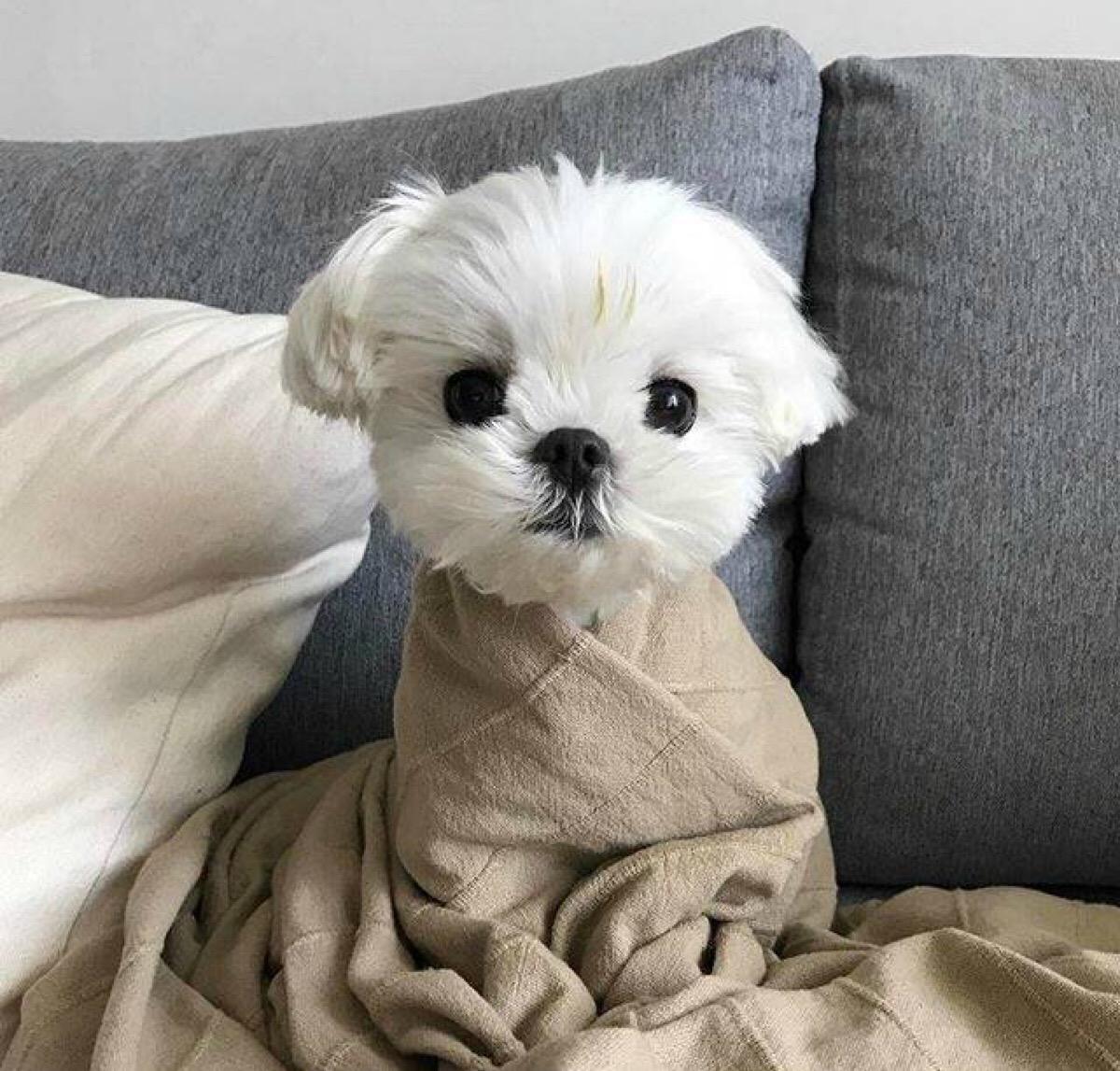 短毛大号拖把,硬毛大拖把长柄