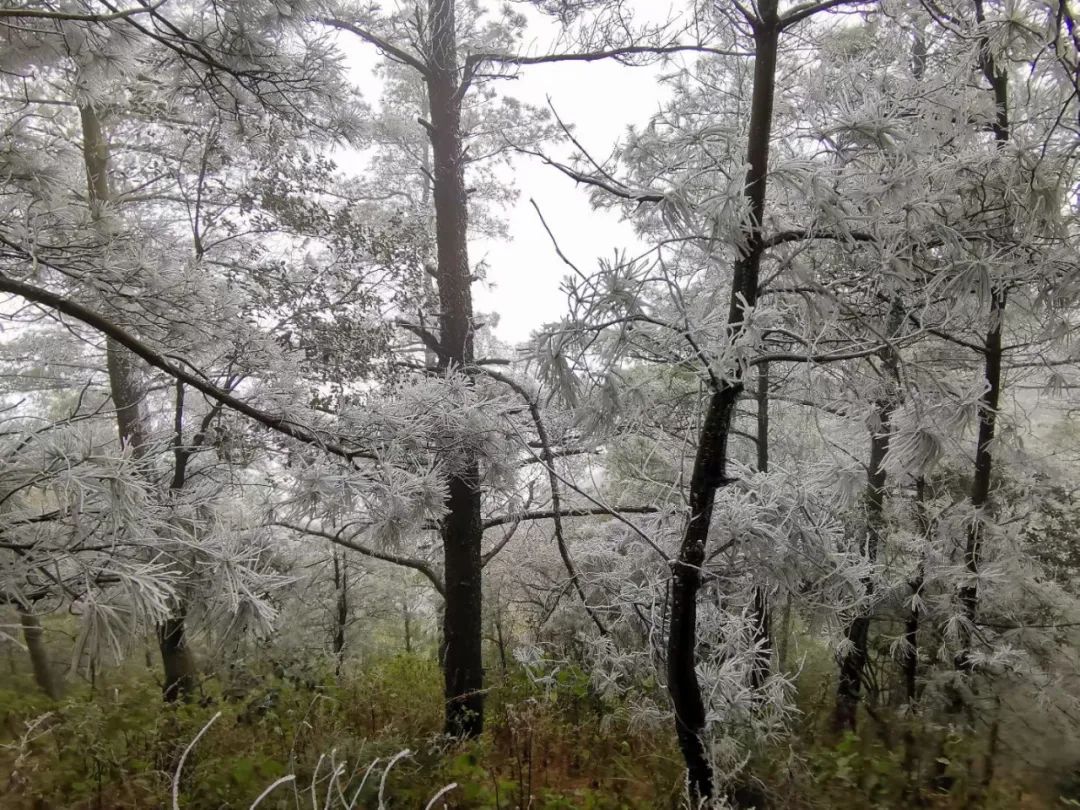 大寒潮小寒潮,寒潮带来大范围降雪