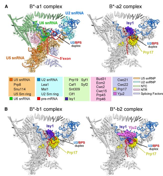 冷冻电镜最新研究,冷冻电镜研究成果涌现