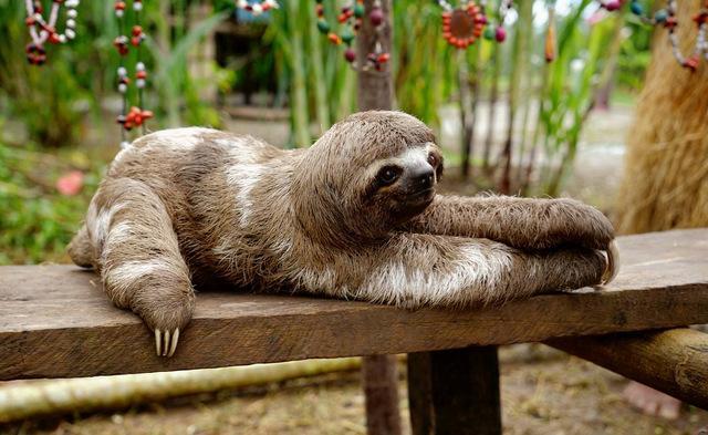 全球最可爱动物排行榜大熊猫,大熊猫是世界上最受欢迎的动物吗