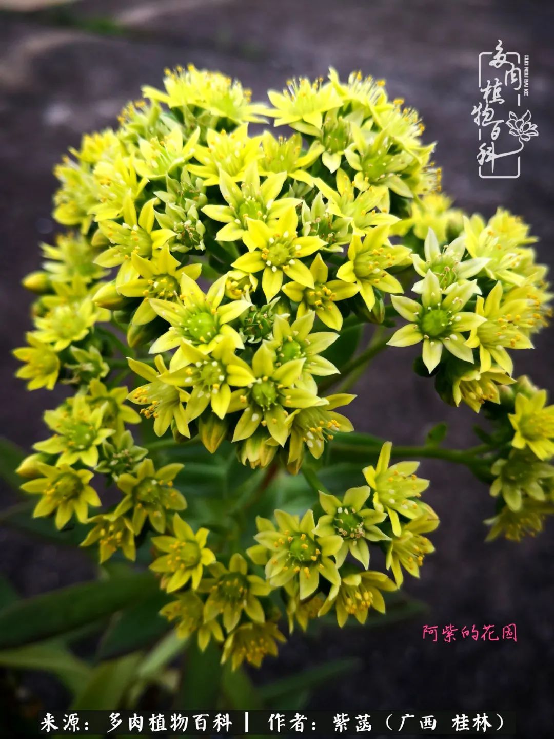 如何在夏天买的多肉度夏,多肉度夏好帮手