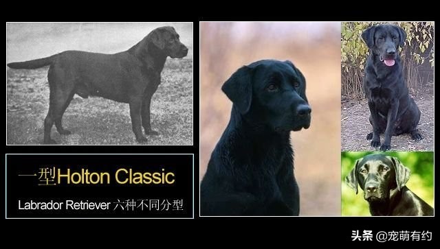 拉布拉多犬的习性和特点,拉布拉多犬的种类及标准