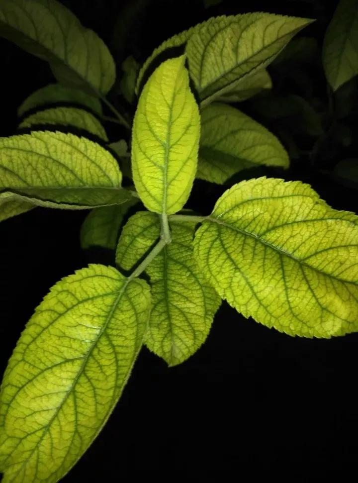 作物缺素原因及症状对照表收藏版,作物营养缺素诊断与科学施肥