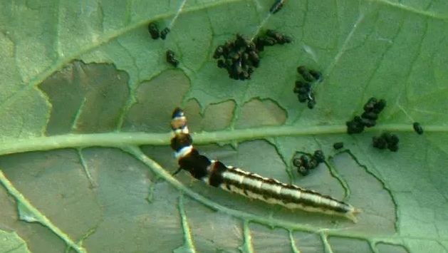 红薯怎么栽培才高产,红薯这样种才能大丰收