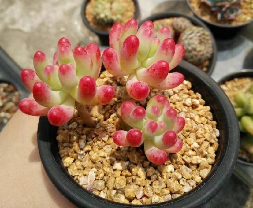 温度低多肉叶子变软,天气变冷多肉烂根掉叶怎么救