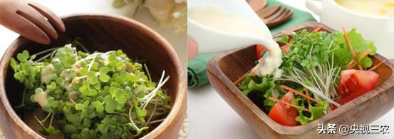 不用土就能发芽的种子,怎样自学无土种植芽苗菜