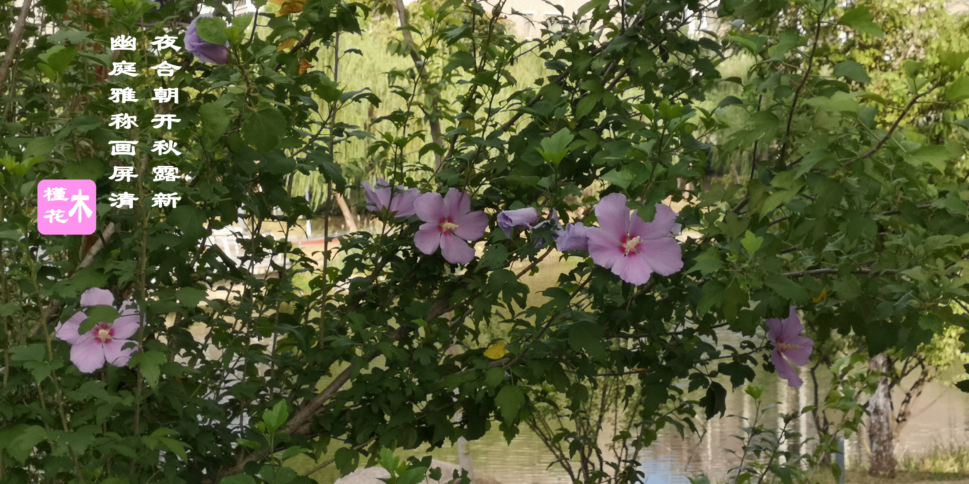 木槿花的原创,木槿花原创