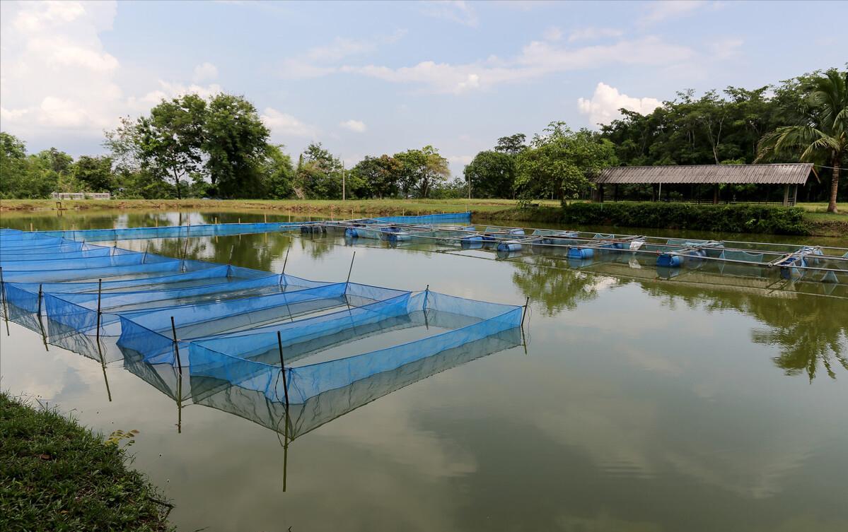 90后小伙养殖青蛙,农村创业致富养蛙