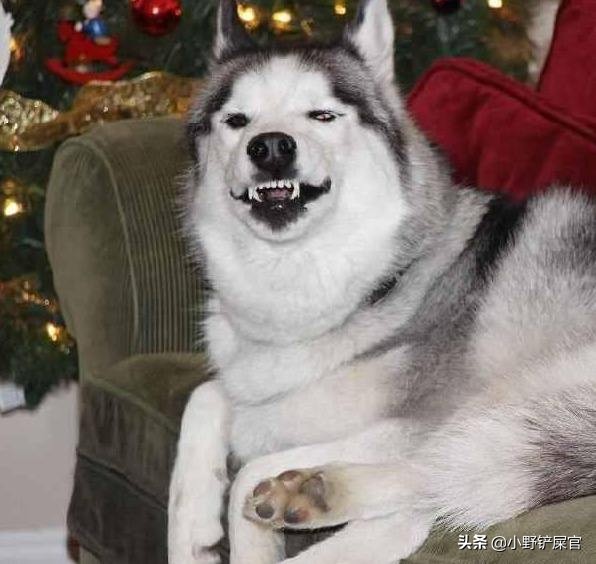 狗狗双排牙影响咬合力吗,狗狗的咬合力多大