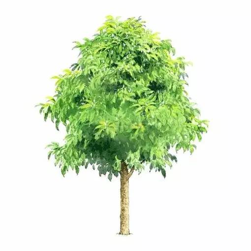 十种不同树叶的画法,五种不同树木的画法简单的