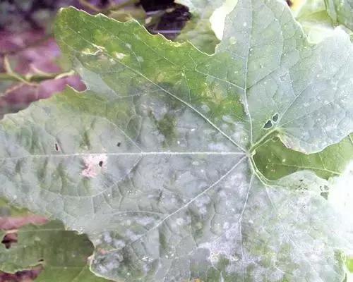 瓜类病害治疗药,瓜类主要病害有哪五条