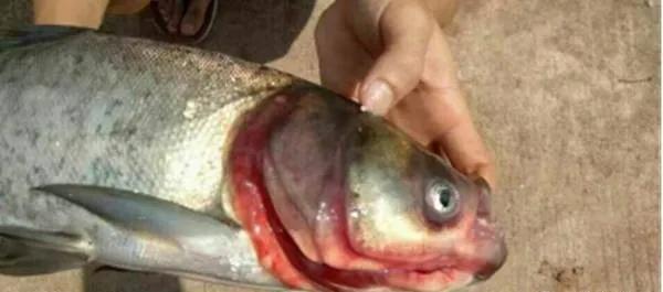 鱼类败血症,鱼病毒性败血症