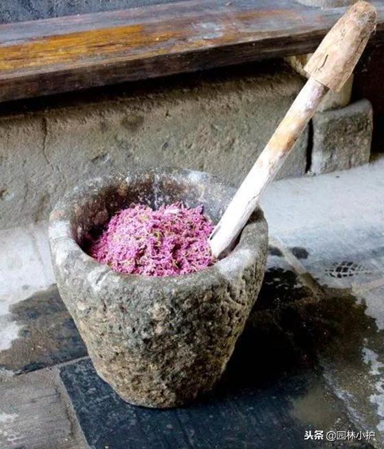 红蓼草做酒曲,没有老酒曲怎样用辣蓼草做酒曲