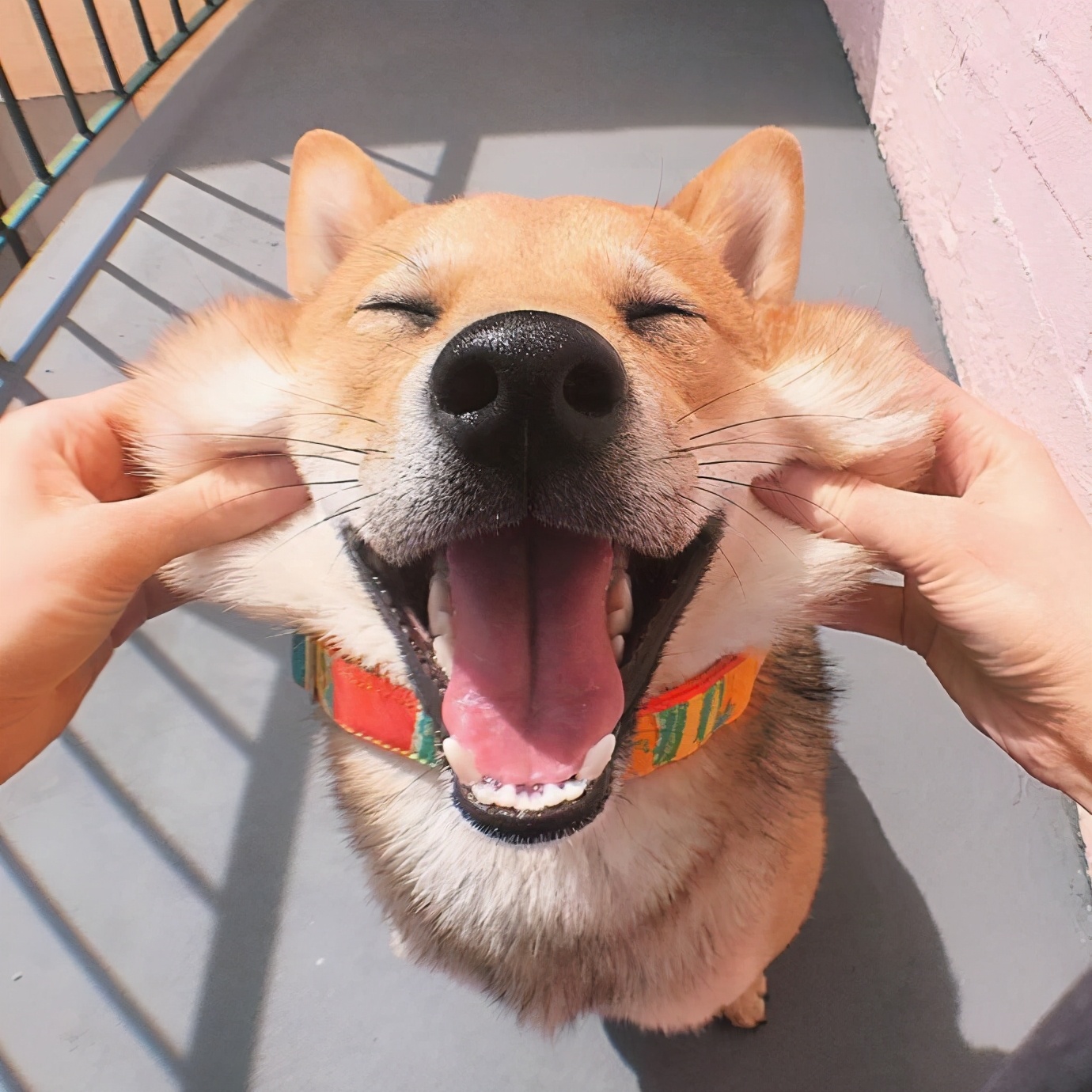 狗狗开心是不是活得更久,狗狗开心时有哪些反应