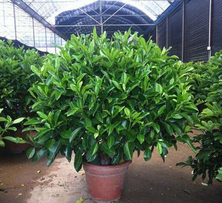 房屋装修买什么盆栽好养,新房装修养什么植物