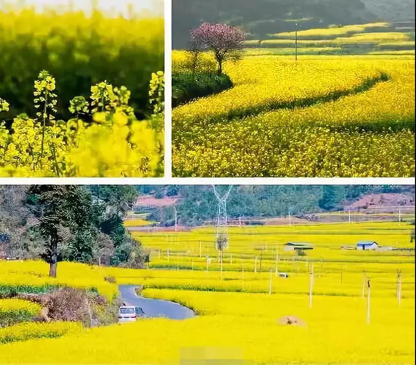 天津春天最美的花园,天津春天去赏花