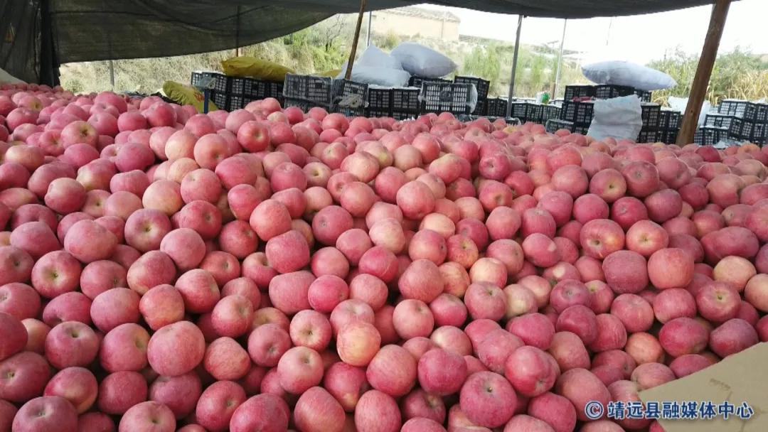 靖远三滩红富士苹果,靖远县红富士苹果啥时采摘