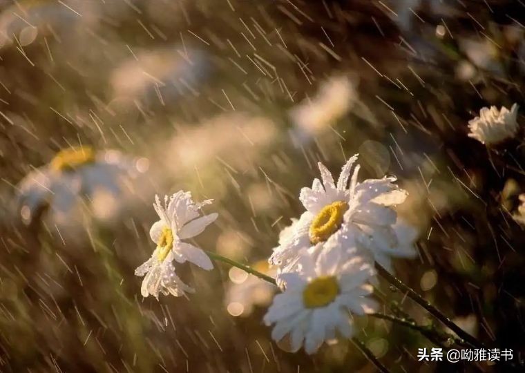 翠叶藏莺朱帘隔燕的意思,翠叶藏莺朱帘隔燕图片