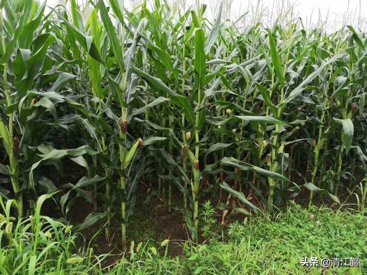 施用除草剂什么时候效果最好,苗前除草剂的效果受哪些因素影响