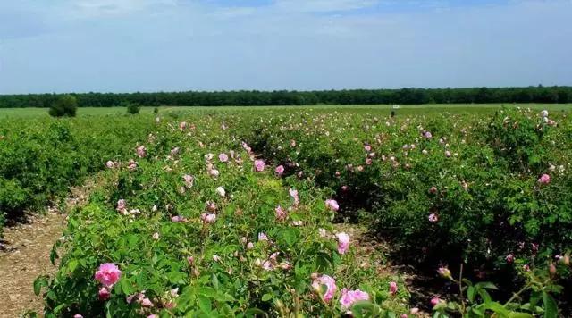 丹泽欧雅,丹泽欧雅富勒烯多肽焕颜面膜