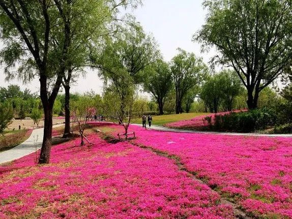 北京五环最美花海,附近免费景点踏青网红打卡地
