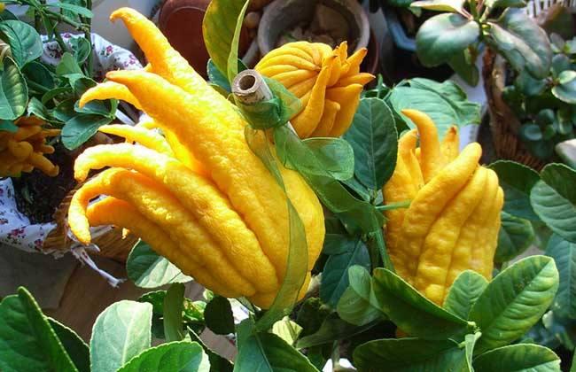 金佛手盆栽如何修剪,千指佛手和金佛手哪个品种好