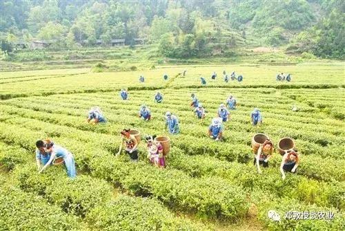 农业的出路在于规模,农业要规模化