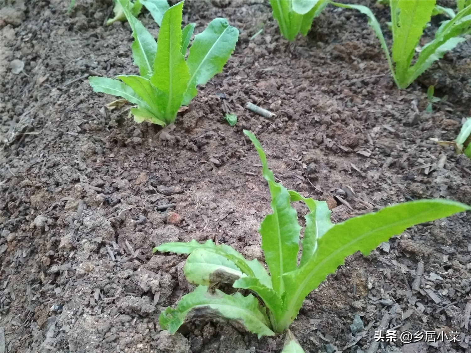 怎样让菜地土质松软,怎样才能把菜地的土壤弄得很松软