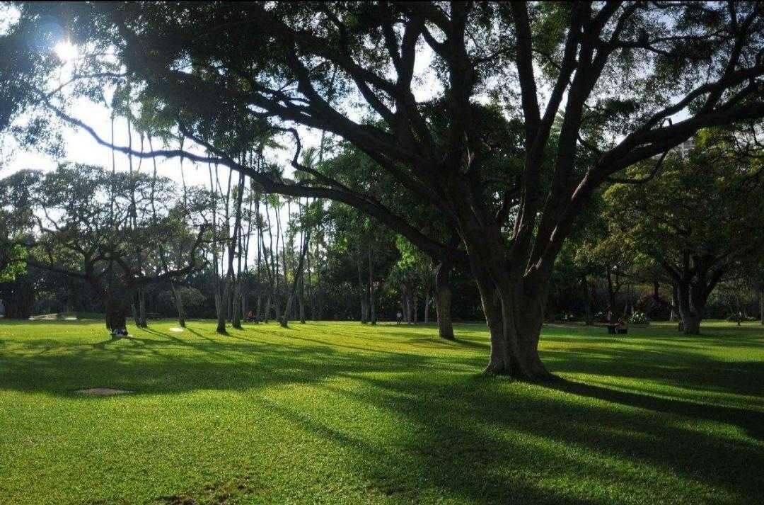 园林树木植物的名称,植物百科介绍视频