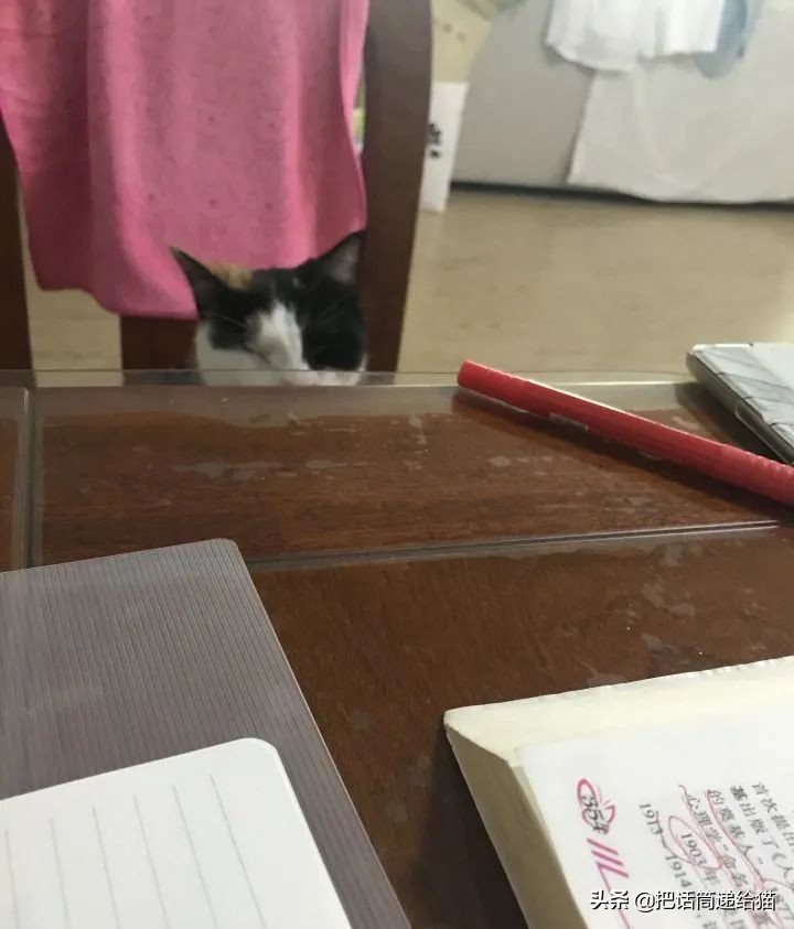 一只猫被另一只打,一只猫被两个人打