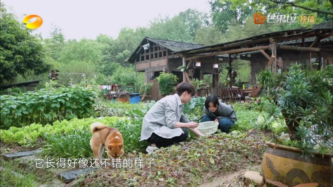 适合懒人家庭种菜100种,家里种菜这3种就够了