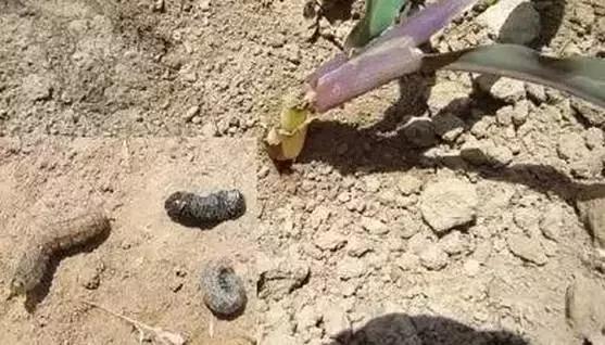 玉米苗期虫害用什么药有效,玉米苗期都有哪些常见虫害图片