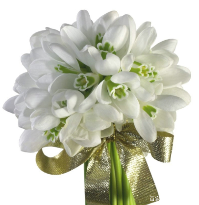 教师节适合送什么花,教师节适合送什么花给老师