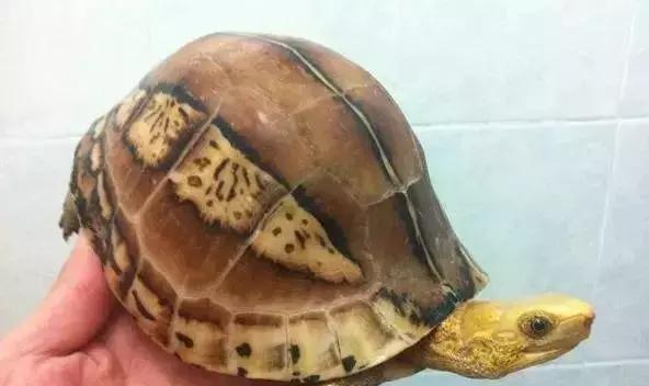 三线闭壳龟和潘氏闭壳龟区别,金头闭壳龟和三线闭壳龟同池