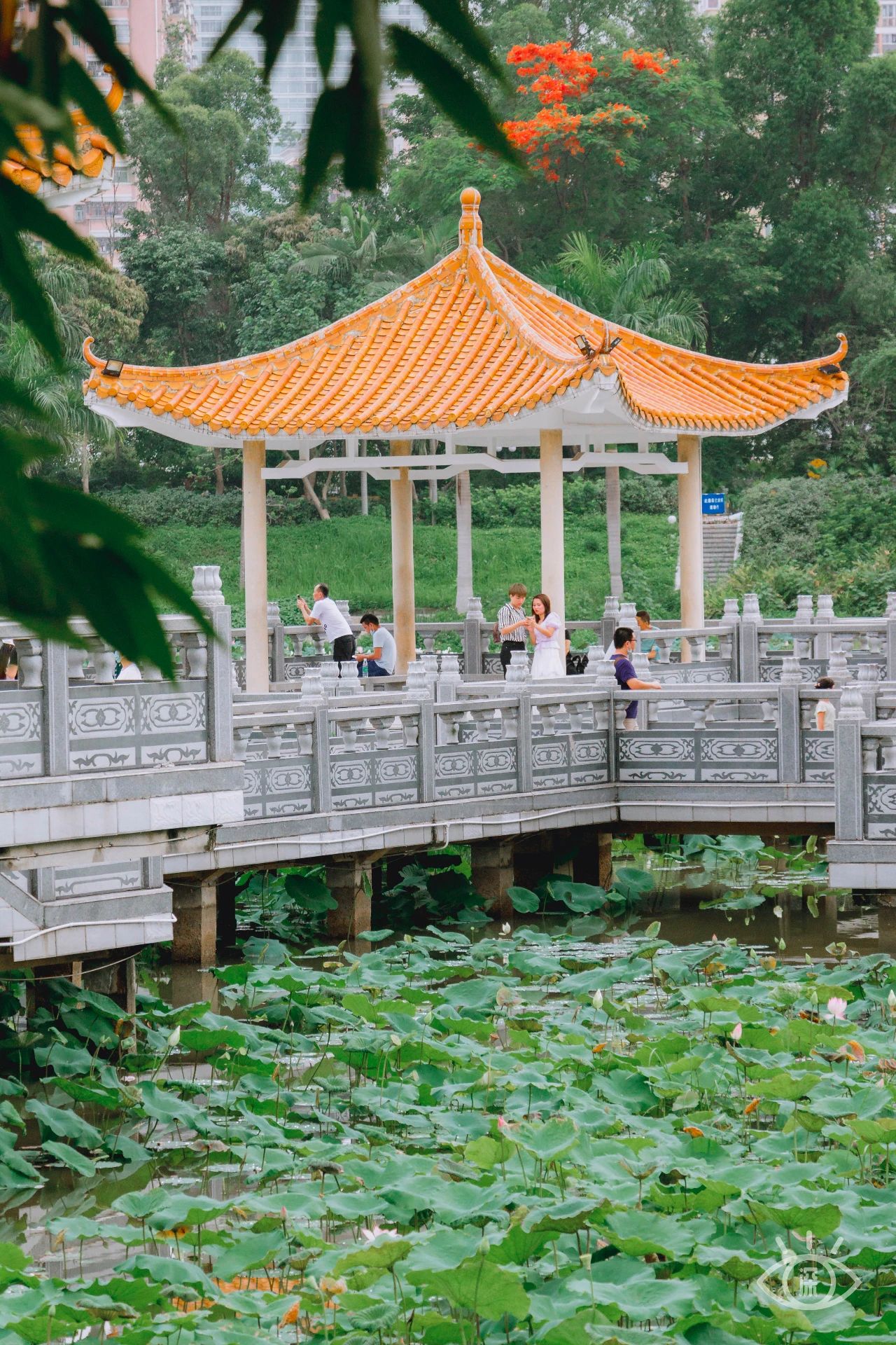 深圳洪湖公园7月18号还有荷花吗,深圳洪湖公园现在有荷花开吗