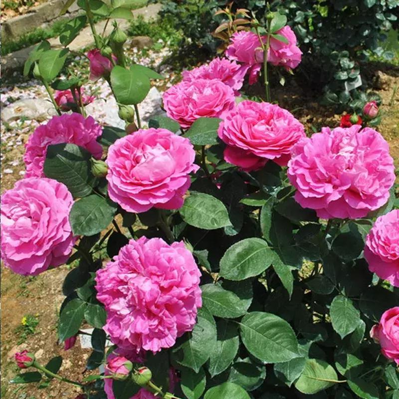 耐晒又香又好养的阳台月季,阳台月季好养吗