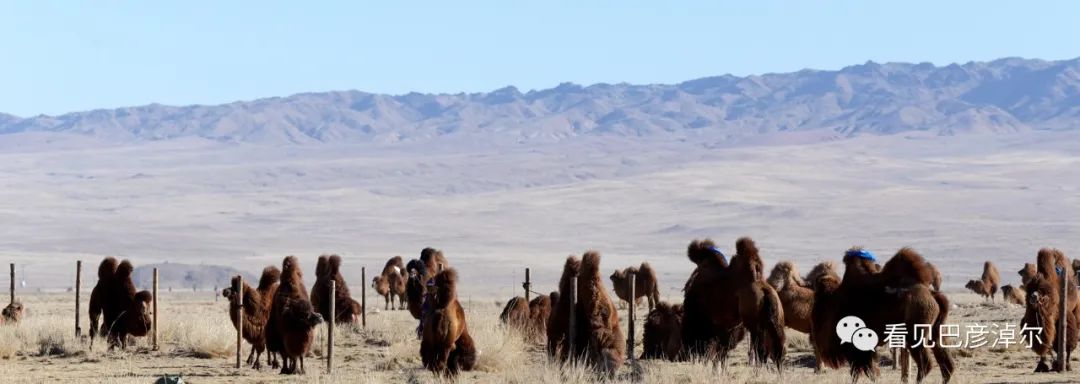 戈壁红驼，乌拉特草原上的珍珠