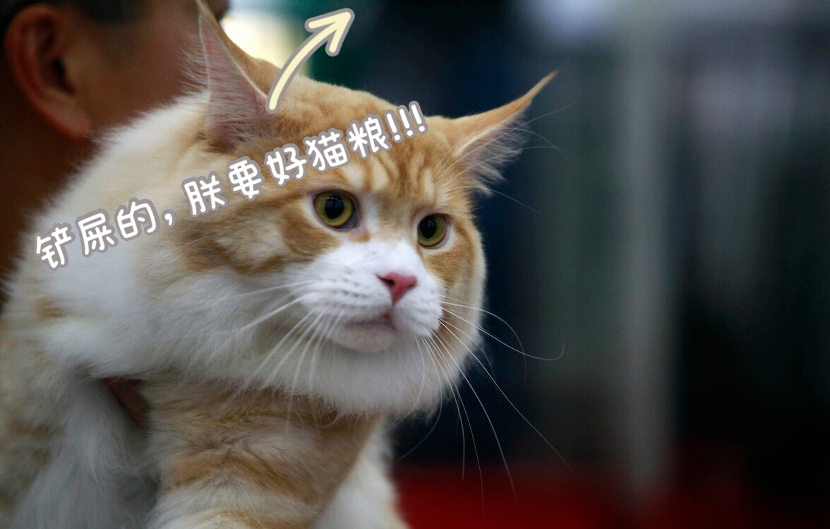最高冷的猫是什么品种,什么猫最黏人而又好养