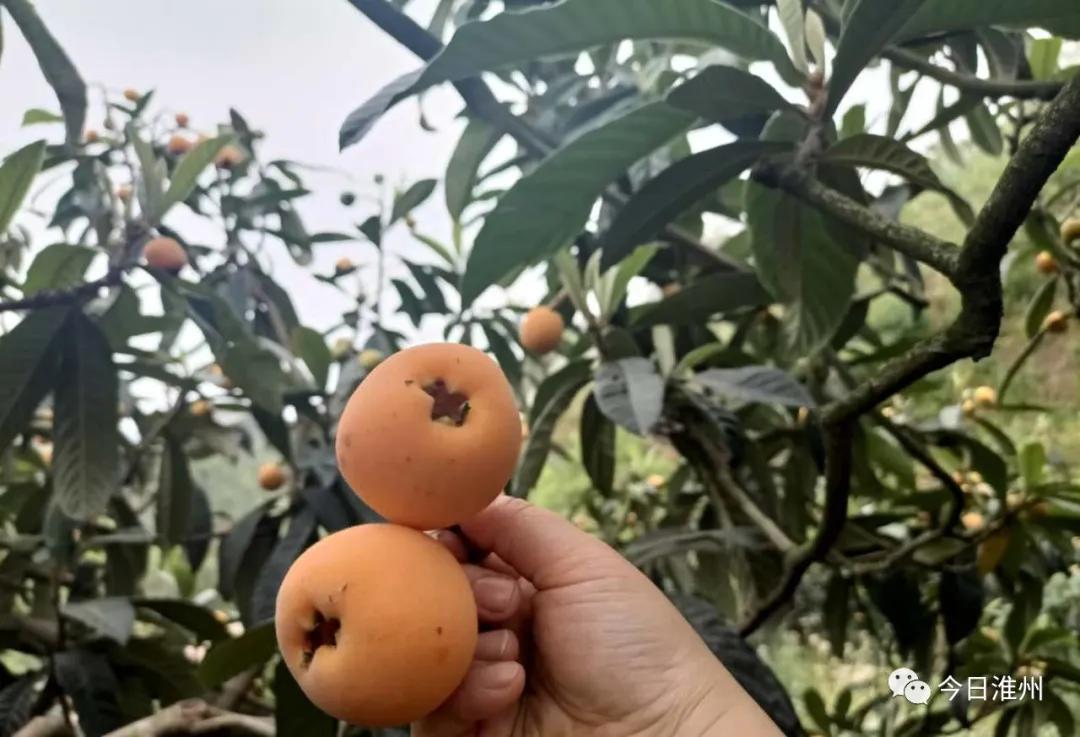 淮口好玩,金堂淮口枇杷