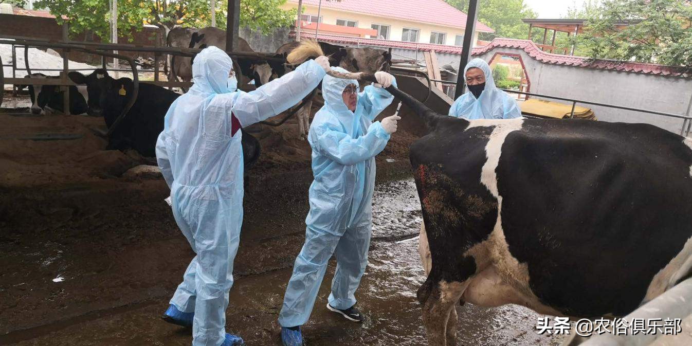 多省爆发牛皮肤病,三伏天不建议买牛,这些建议值得养牛人借鉴