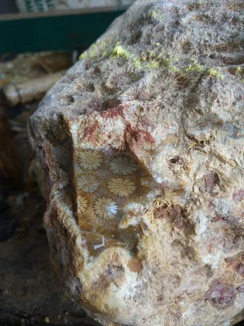 珊瑚玉的特色有哪些,珊瑚玉作用及怎么保养