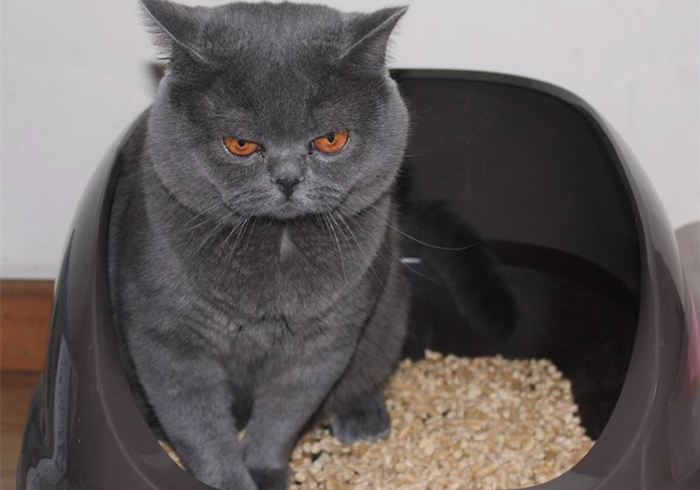 猫咪乱拉乱尿要去绝育吗,猫咪报复你的几个表现