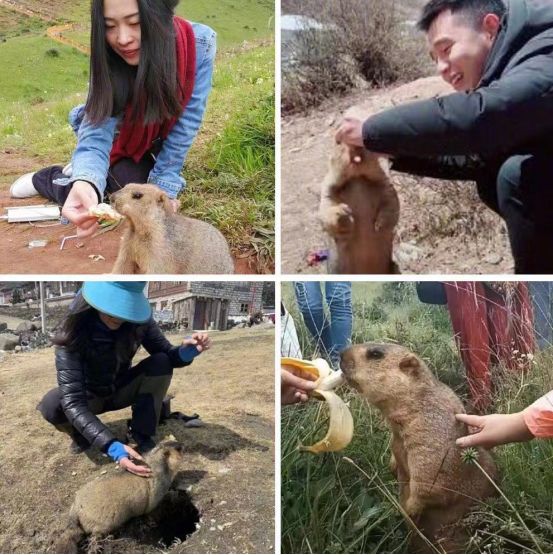 我不是大眼萌我是鼠疫最大移动储存库